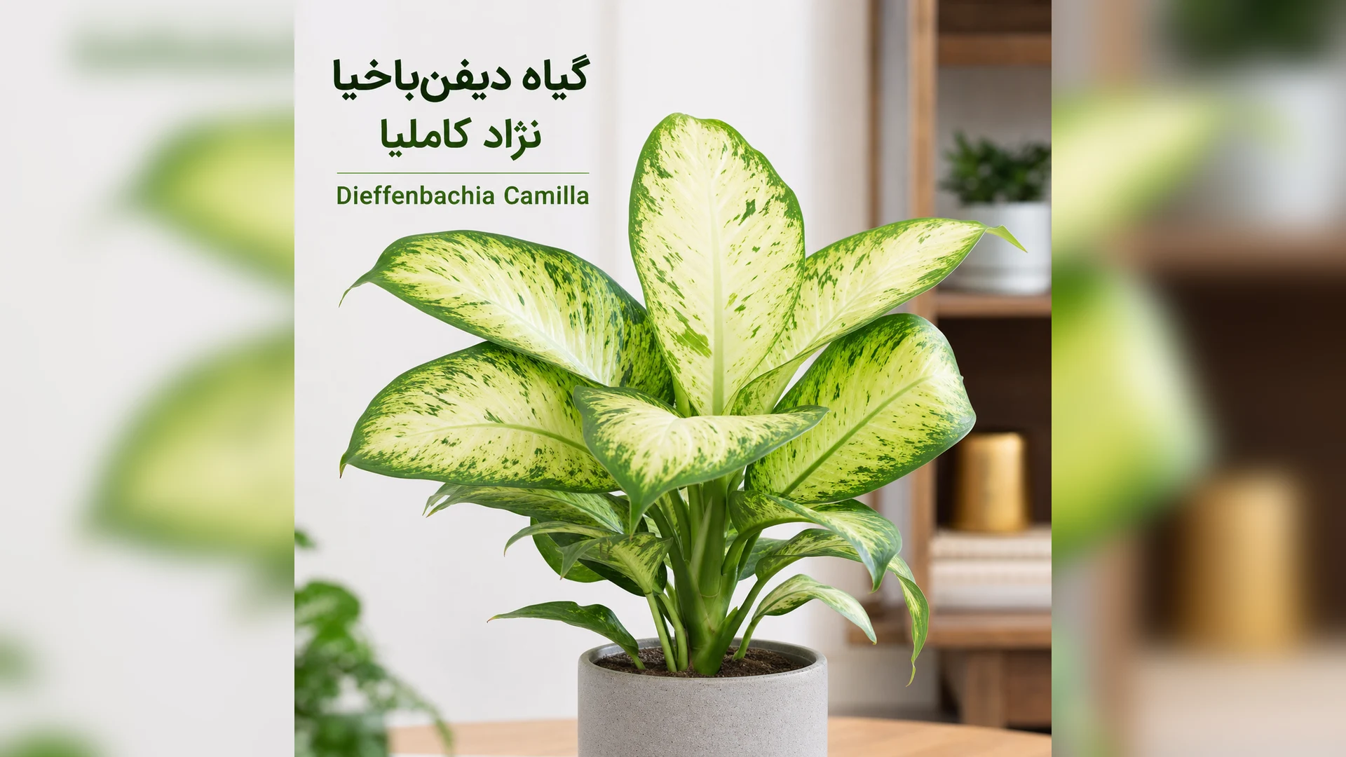 🌿دیفن‌باخیا کاملیا (Camilla)؛ معرفی کامل و نکات نگهداری