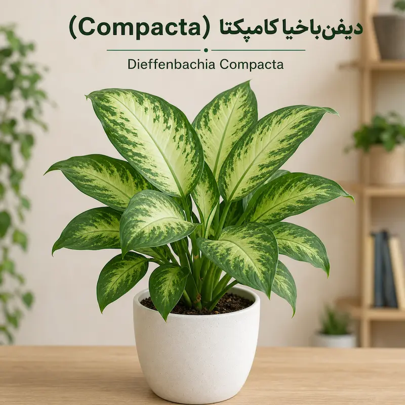 دیفن‌باخیا کامپکتا (Compacta)