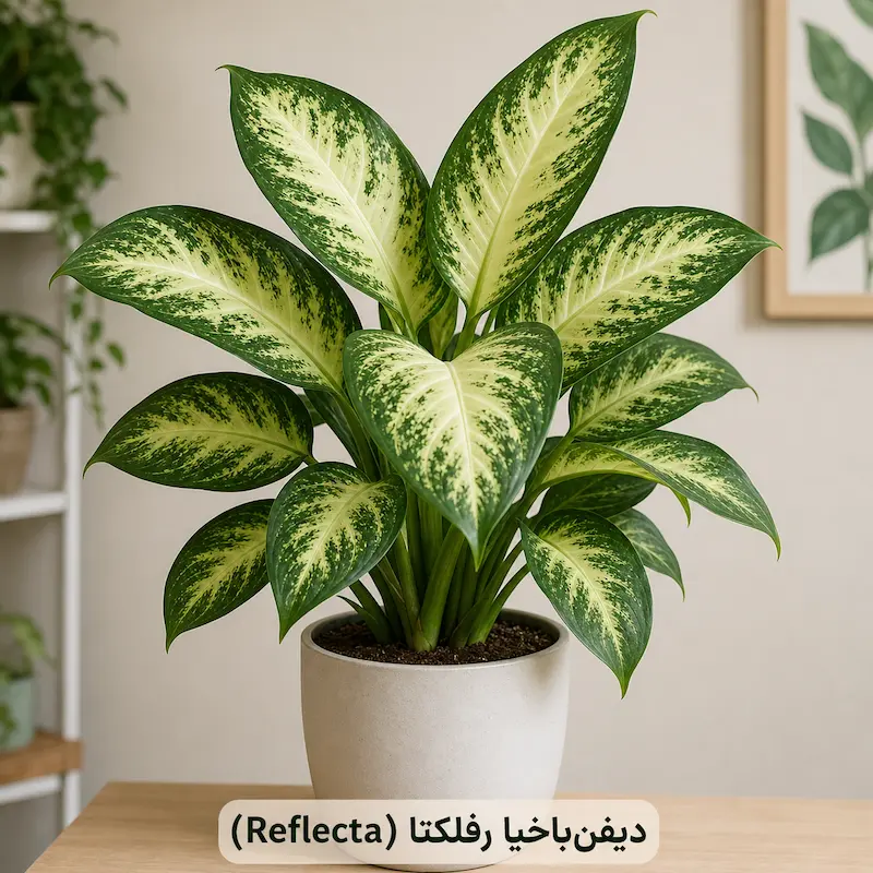 گیاه دیفن‌باخیا نژاد رفلکتا